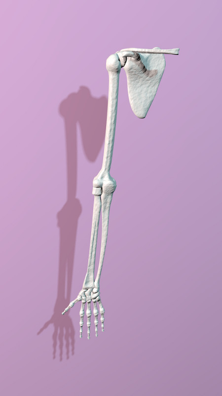 brazo esqueleto vista frontal