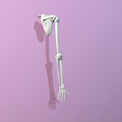 render trasero del brazo del esqueleto