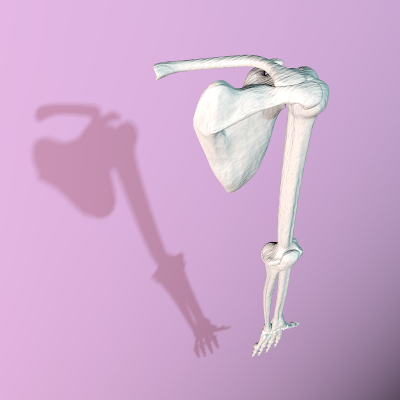 render trasero elevado del brazo del esqueleto