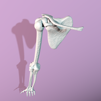 render lateral elevado del brazo del esqueleto