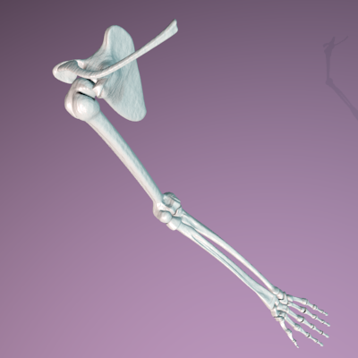 render brazo esqueleto con mano estirada