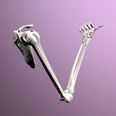 render brazo esqueleto con mano y brazo flexionados